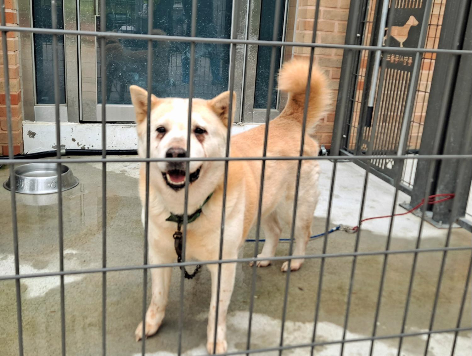 통영시동물보호센터_448533202300283